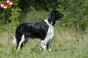 Read more about the article English Springer Spaniel breeders and puppies in Maryland