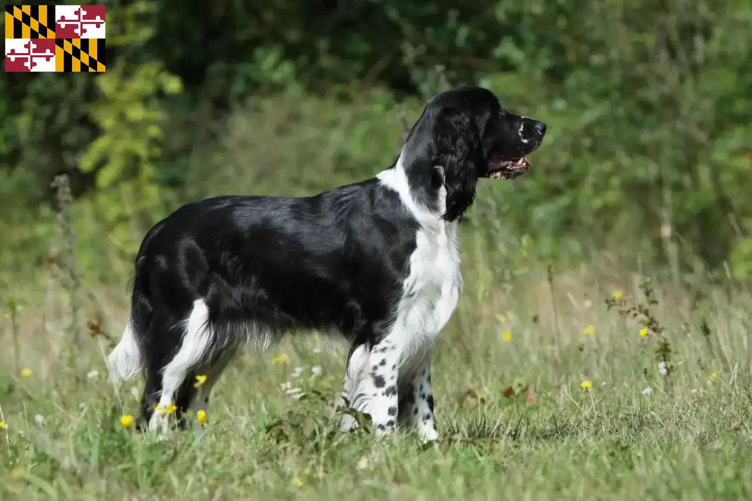 English Springer Spaniel puppies and breeder Maryland Find English Springer Spaniels breeders in Maryland.