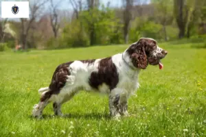 Read more about the article English Springer Spaniel breeders and puppies in Massachusetts