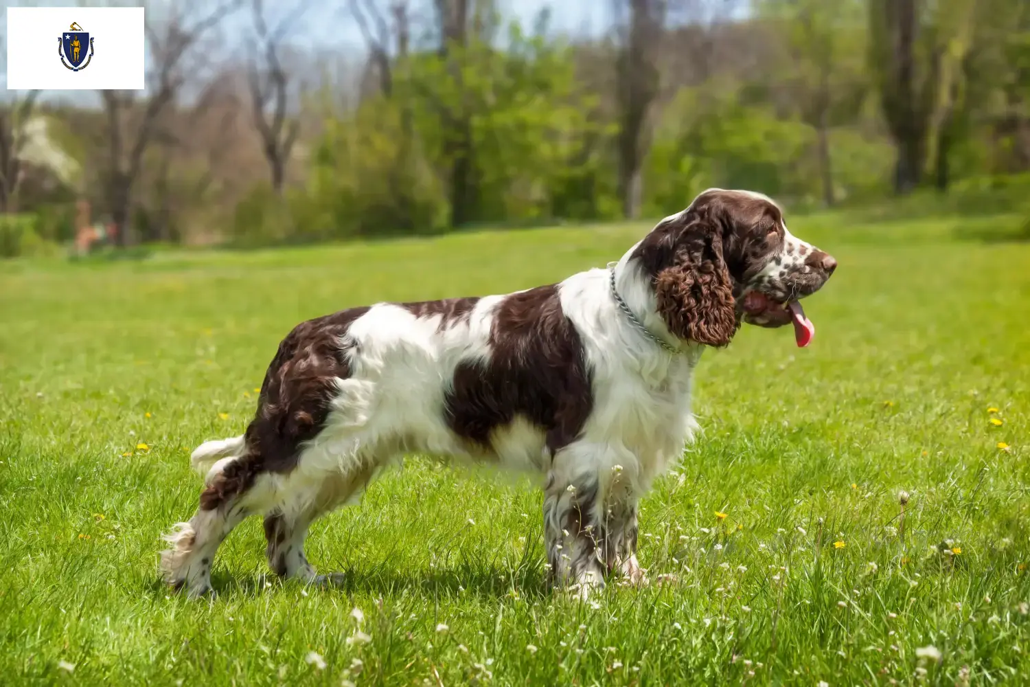 English Springer Spaniel puppies and breeders Massachusetts Find English Springer Spaniels breeders in Massachusetts.