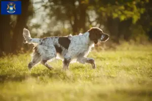 Read more about the article English Springer Spaniel breeders and puppies in Michigan
