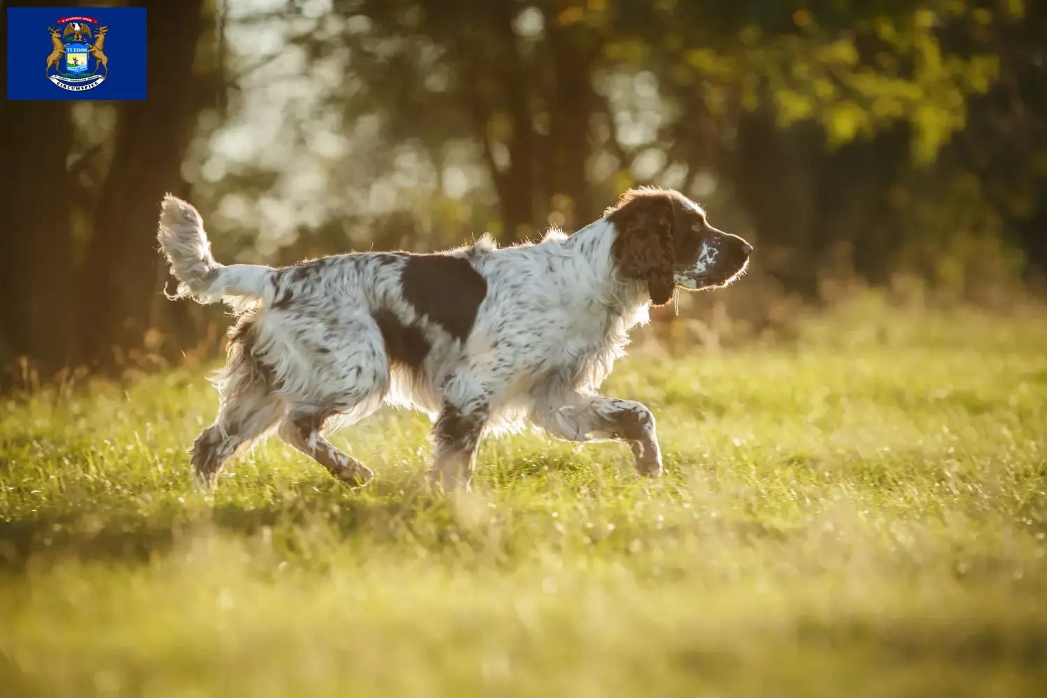 English Springer Spaniel puppies and breeders Michigan Find English Springer Spaniels breeders in Michigan.