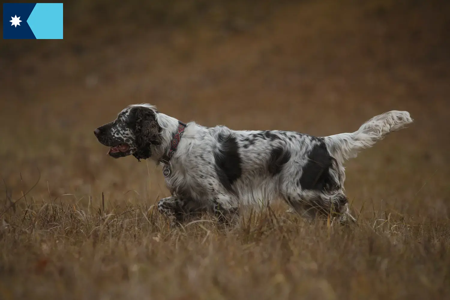 English Springer Spaniel puppies and breeders Minnesota Find English Springer Spaniels breeders in Minnesota.