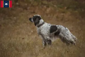 Read more about the article English Springer Spaniel breeders and puppies in Mississippi