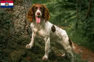 Read more about the article English Springer Spaniel breeders and puppies in Missouri