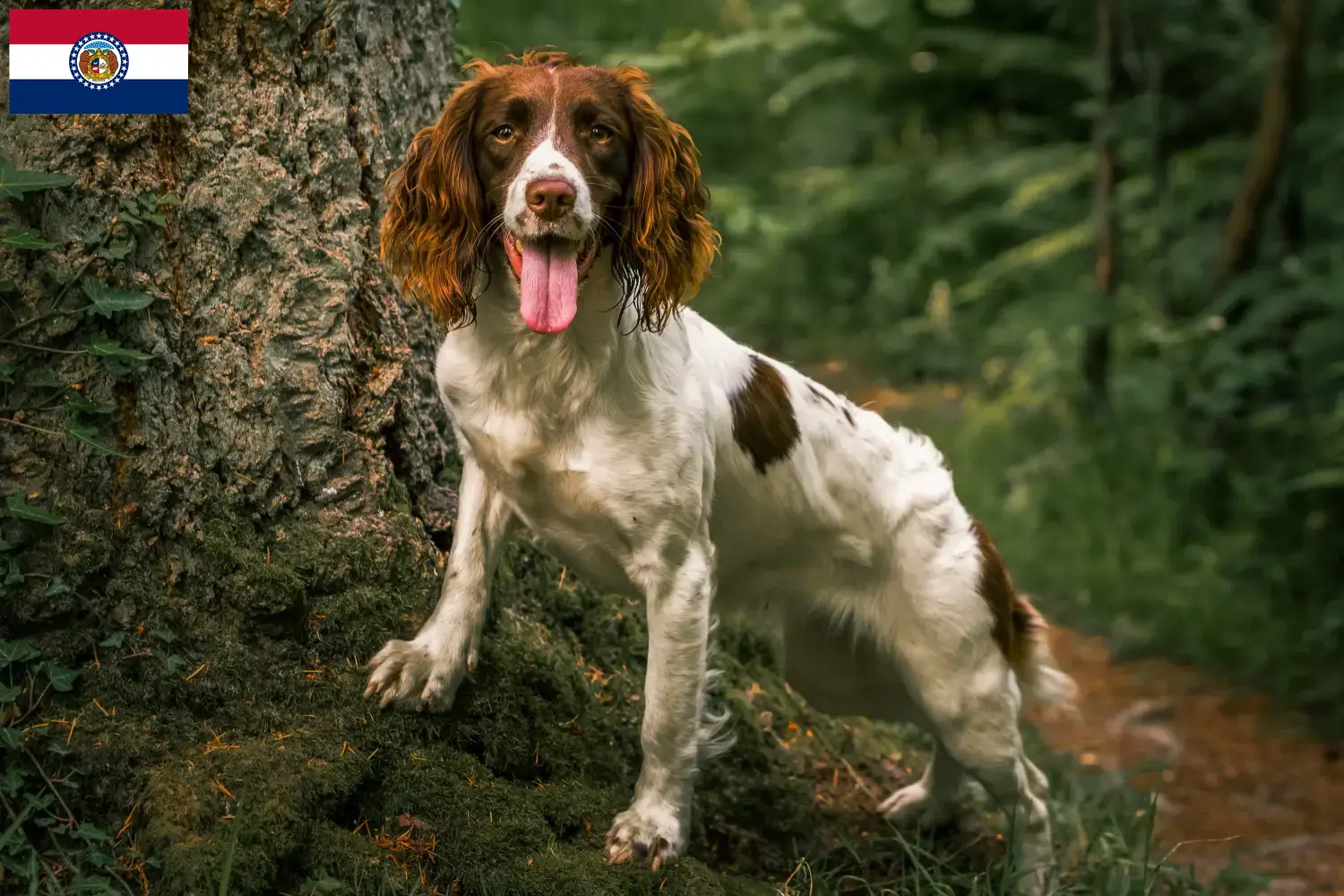 English Springer Spaniel puppies and breeders Missouri Find English Springer Spaniels breeders in Missouri.