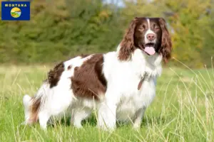 Read more about the article English Springer Spaniel breeders and puppies in Montana