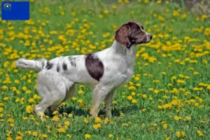 Read more about the article English Springer Spaniel breeders and puppies in Nevada