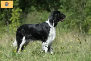 Read more about the article English Springer Spaniel breeders and puppies in New Jersey