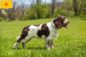 Read more about the article English Springer Spaniel breeders and puppies in New Mexico