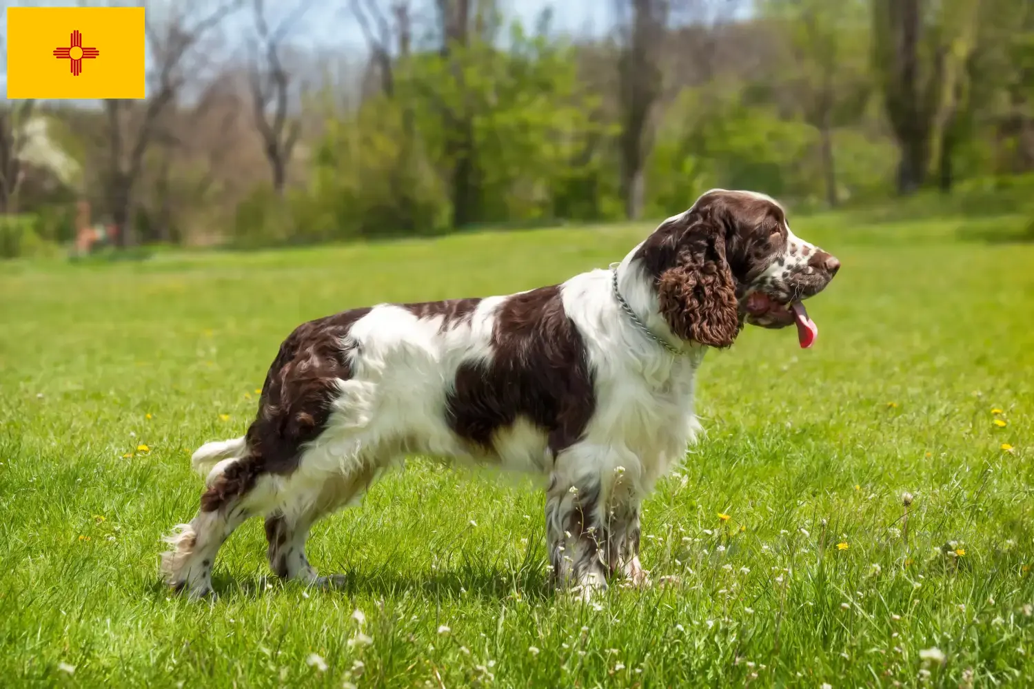English Springer Spaniel puppies and breeders New Mexico Find English Springer Spaniels breeders in New Mexico.