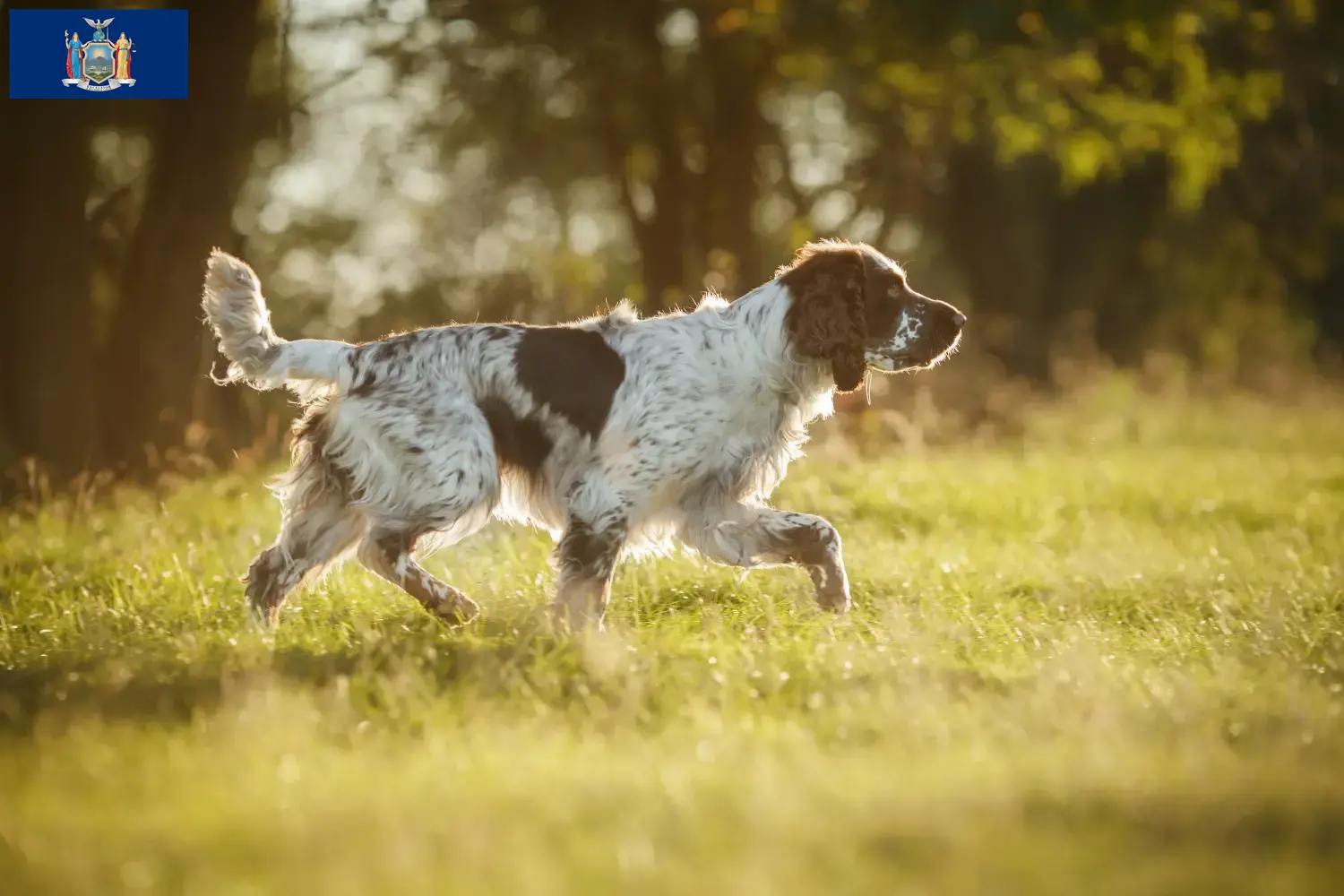 English Springer Spaniel puppies and breeders New York Find English Springer Spaniels breeders in New York here.