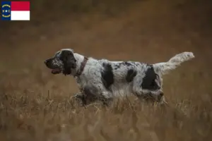 Read more about the article English Springer Spaniel breeders and puppies in North Carolina