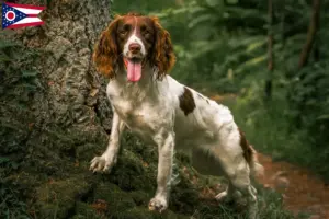 Read more about the article English Springer Spaniel breeders and puppies in Ohio