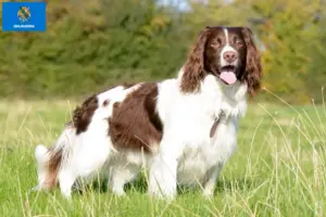 Read more about the article English Springer Spaniel breeders and puppies in Oklahoma
