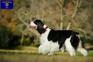 Read more about the article English Springer Spaniel breeders and puppies in Oregon