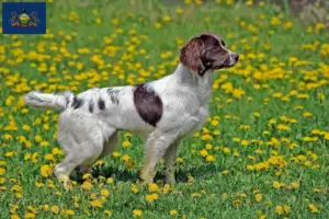 Read more about the article English Springer Spaniel breeders and puppies in Pennsylvania