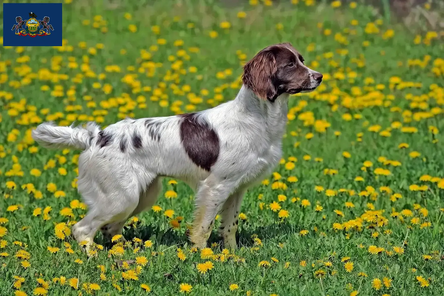 English Springer Spaniel puppies and breeders Pennsylvania Find English Springer Spaniels breeders in Pennsylvania.