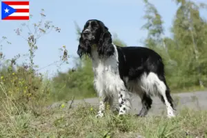 Read more about the article English Springer Spaniel breeders and puppies in Puerto Rico