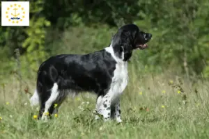 Read more about the article English Springer Spaniel breeders and puppies in Rhode Island