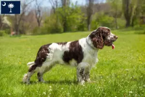 Read more about the article English Springer Spaniel breeders and puppies in South Carolina