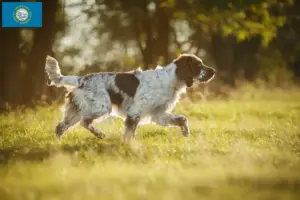 Read more about the article English Springer Spaniel breeders and puppies in South Dakota