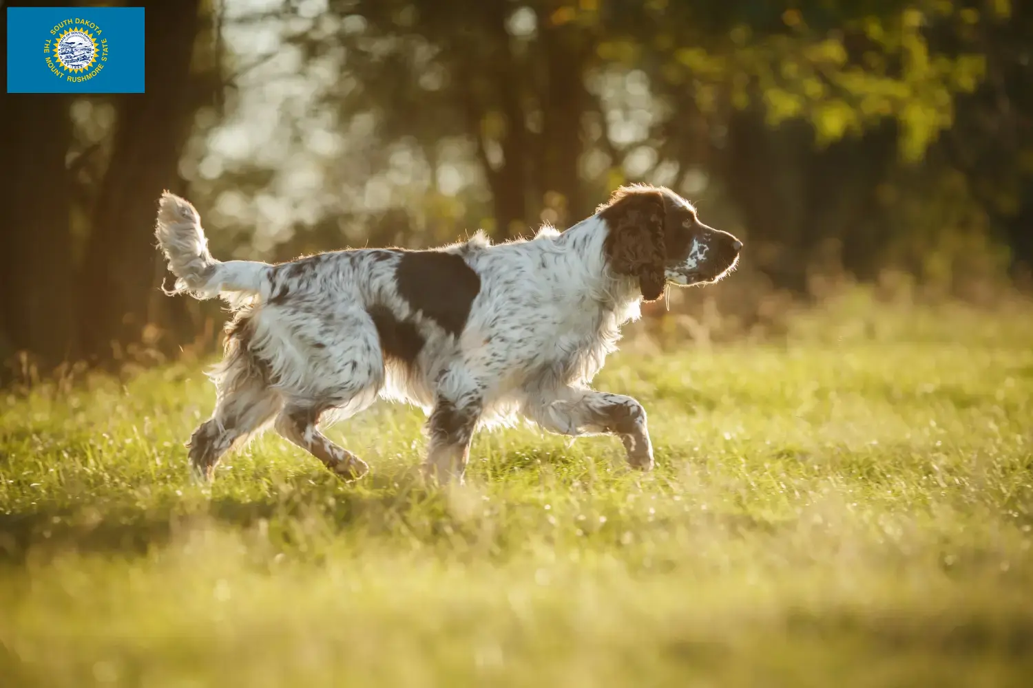 English Springer Spaniel puppies and breeders South Dakota Find English Springer Spaniels breeders in South Dakota.