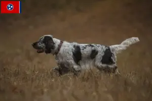 Read more about the article English Springer Spaniel breeders and puppies in Tennessee