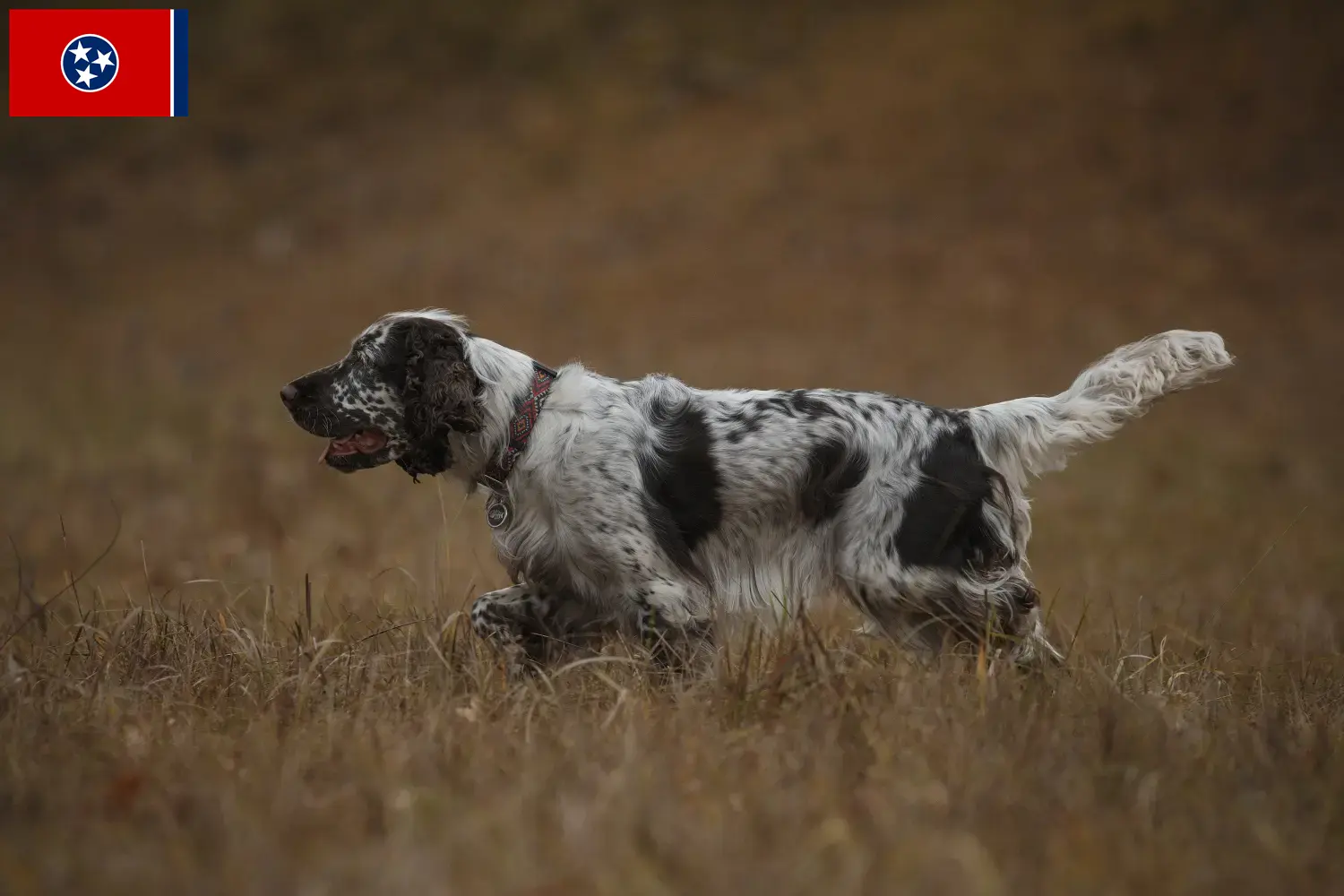 English Springer Spaniel puppies and breeder Tennessee Find English Springer Spaniels breeders in Tennessee.