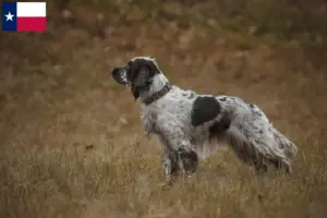 Read more about the article English Springer Spaniel breeders and puppies in Texas