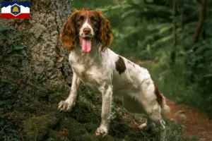 Read more about the article English Springer Spaniel breeders and puppies in Utah