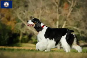 Read more about the article English Springer Spaniel breeders and puppies in Virginia