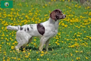 Read more about the article English Springer Spaniel breeders and puppies in Washington