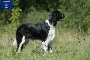 Read more about the article English Springer Spaniel breeders and puppies in Wisconsin