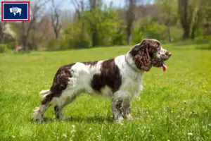 Read more about the article English Springer Spaniel breeders and puppies in Wyoming