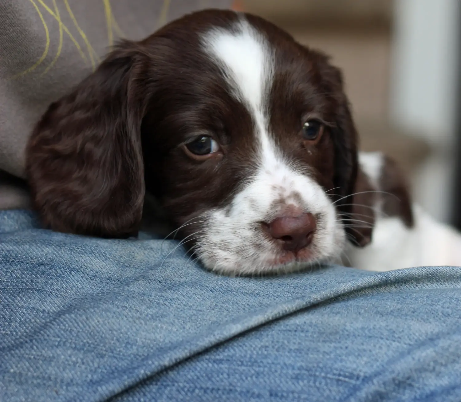Buying an English Springer Spaniel puppy means taking responsibility! Buy English Springer Spaniel puppies.