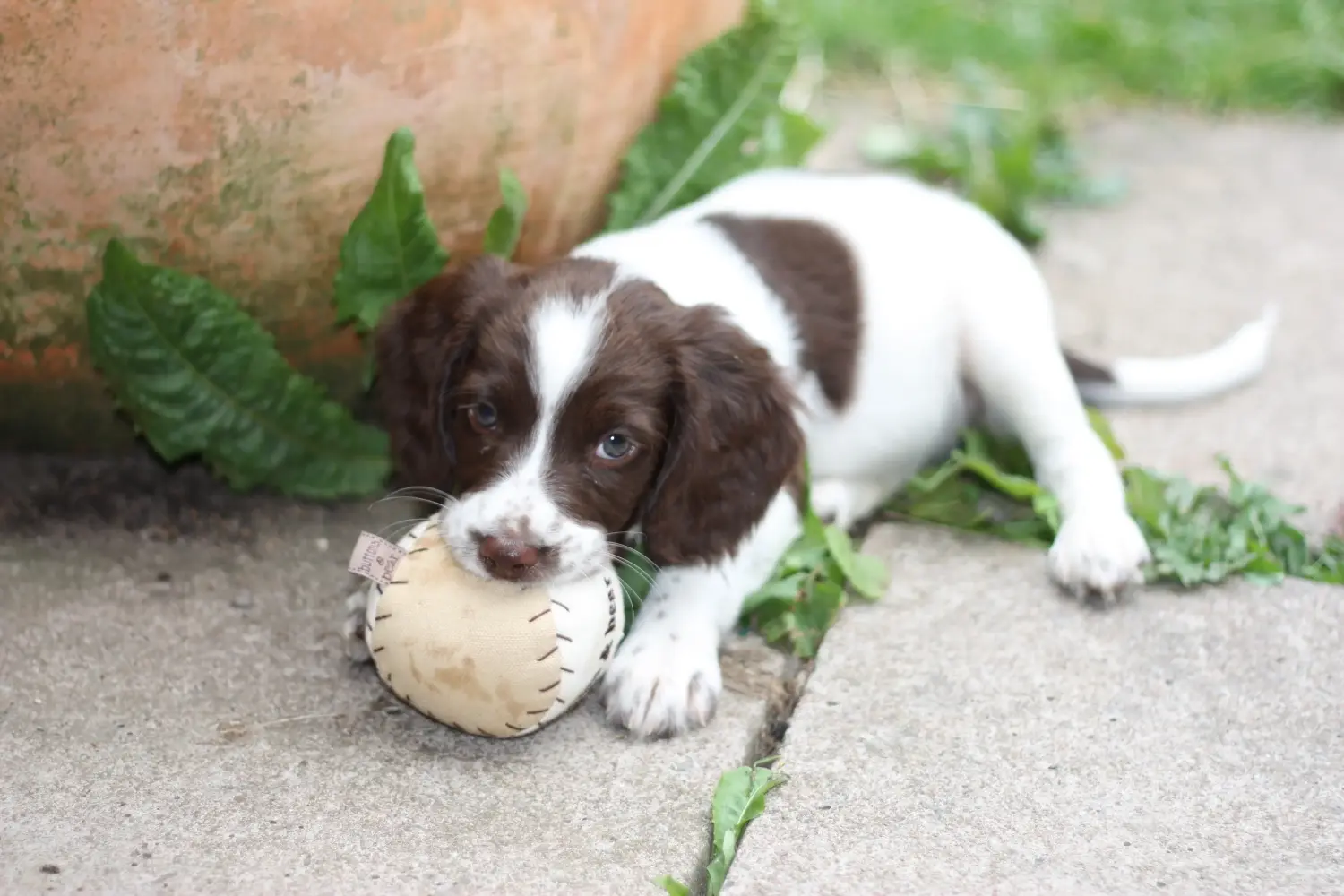 Buying an English Springer Spaniel puppy means taking responsibility! Buy English Springer Spaniel puppies.