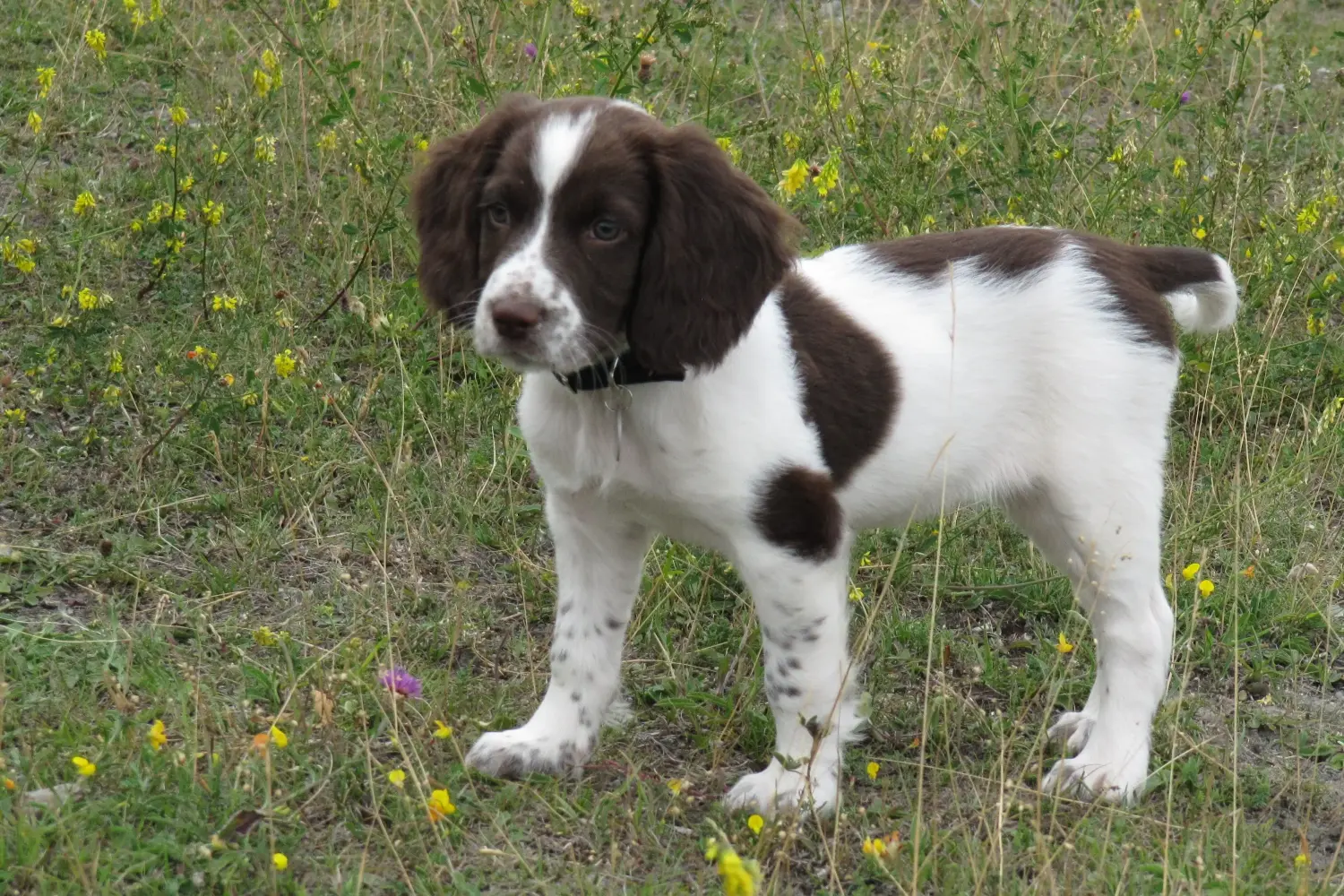 Buying an English Springer Spaniel puppy means taking responsibility! Buy English Springer Spaniel puppies.
