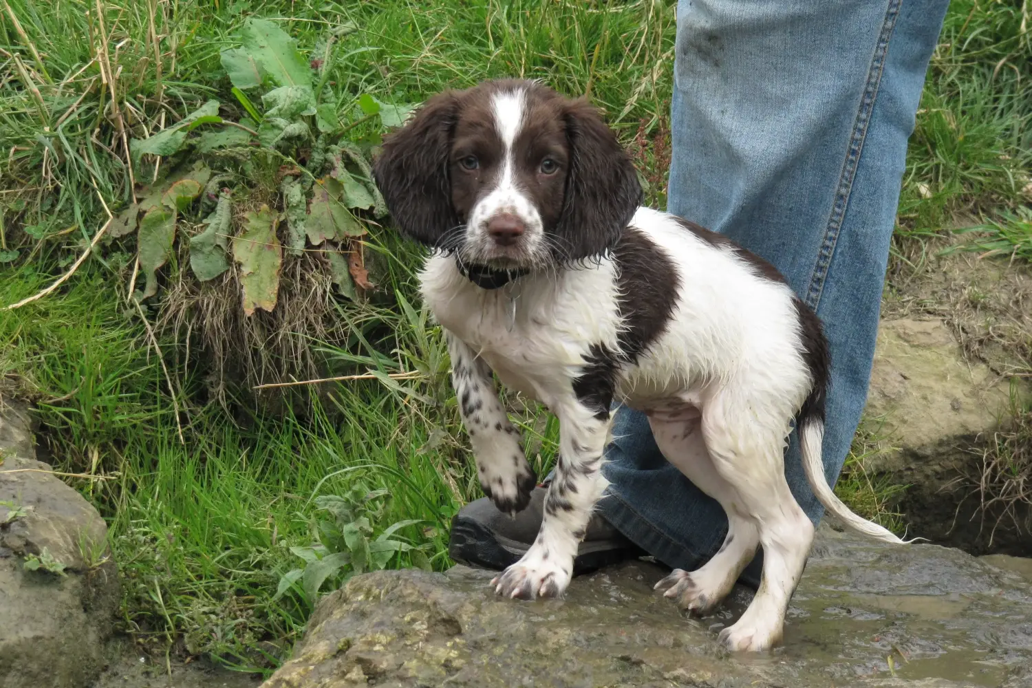 Buying an English Springer Spaniel puppy means taking responsibility! Buy English Springer Spaniel puppies.