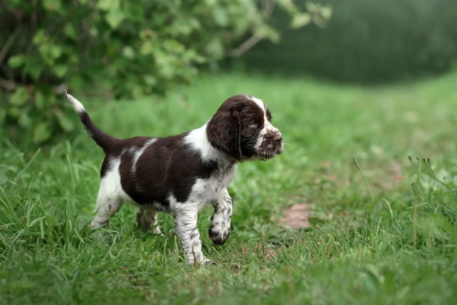 Buying an English Springer Spaniel puppy means taking responsibility! Buy English Springer Spaniel puppies.