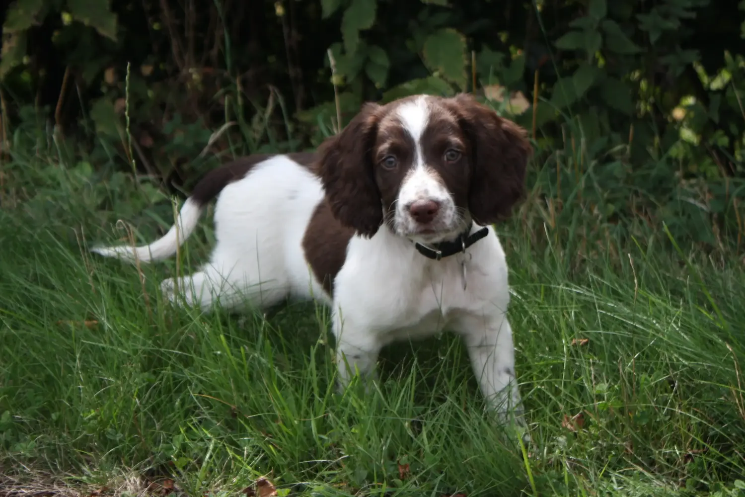 Buying an English Springer Spaniel puppy means taking responsibility! Buy English Springer Spaniel puppies.