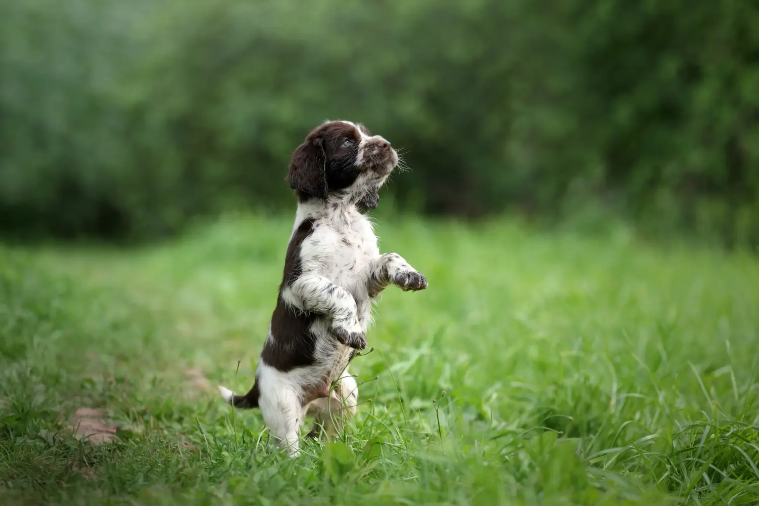 Buying an English Springer Spaniel puppy means taking responsibility! Buy English Springer Spaniel puppies.