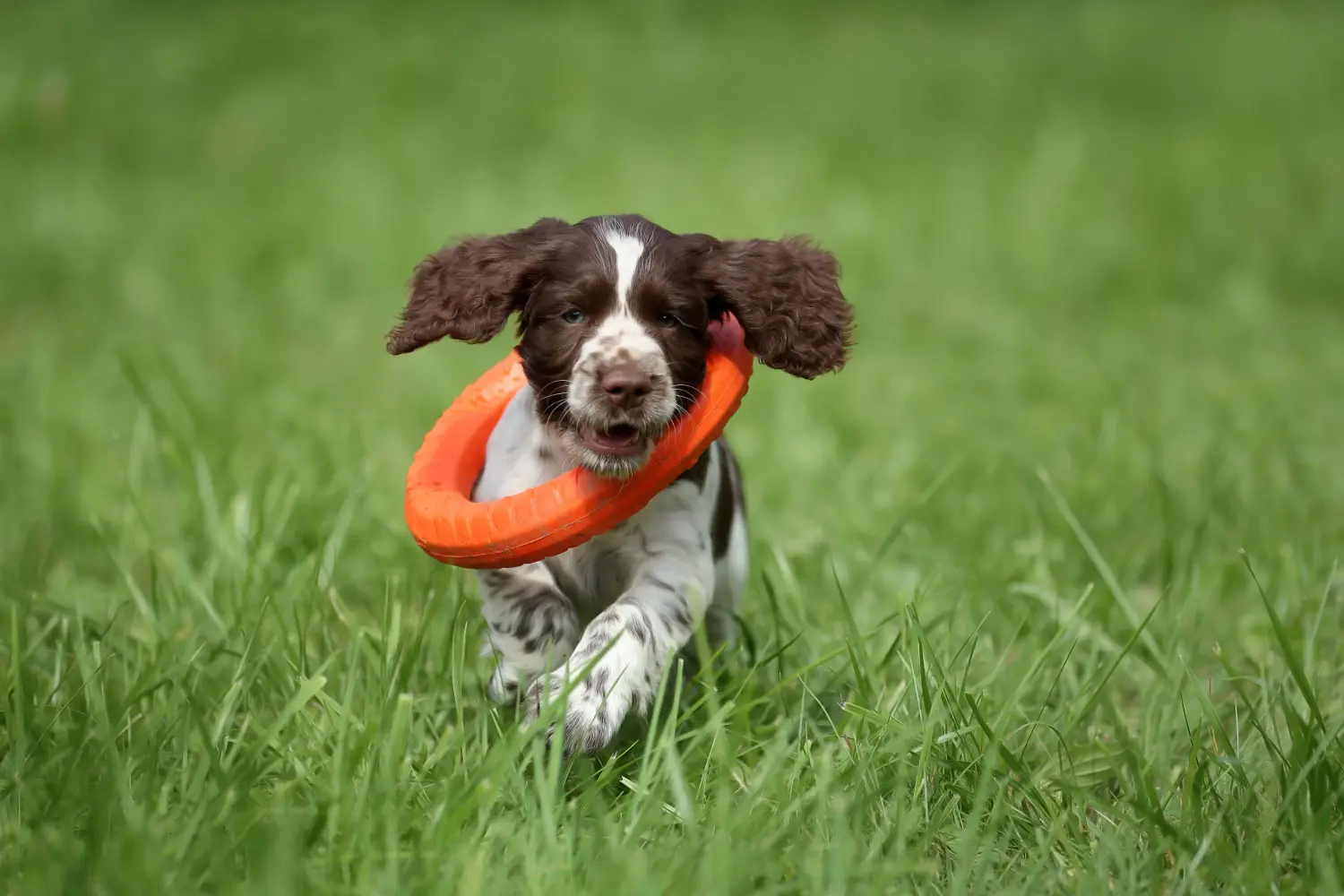 Buying an English Springer Spaniel puppy means taking responsibility! Buy English Springer Spaniel puppies.