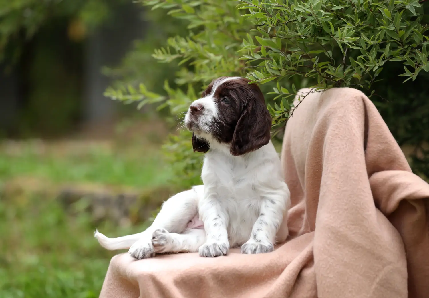 Buying an English Springer Spaniel puppy means taking responsibility! Buy English Springer Spaniel puppies.