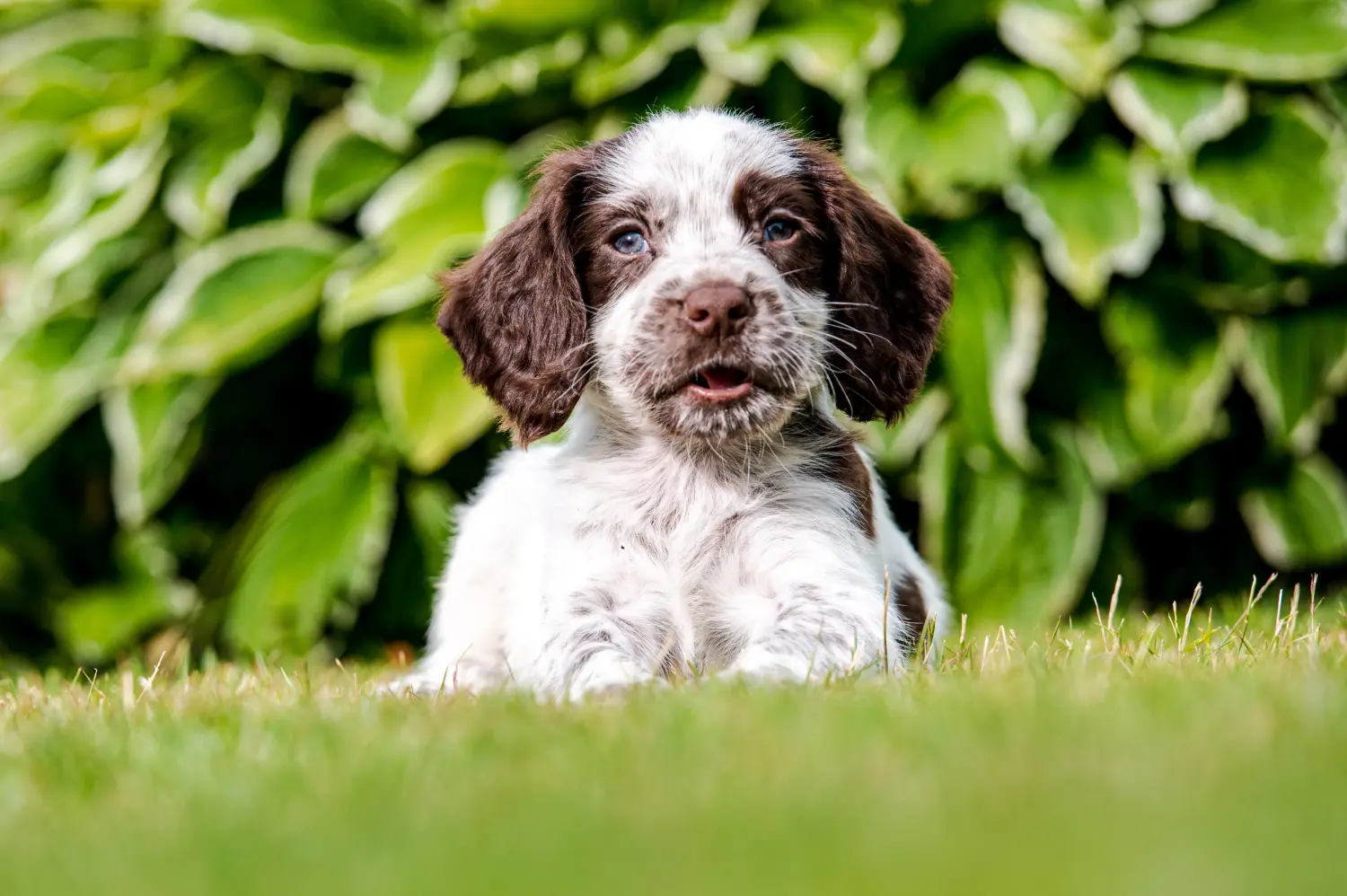 Buying an English Springer Spaniel puppy means taking responsibility! Buy English Springer Spaniel puppies.