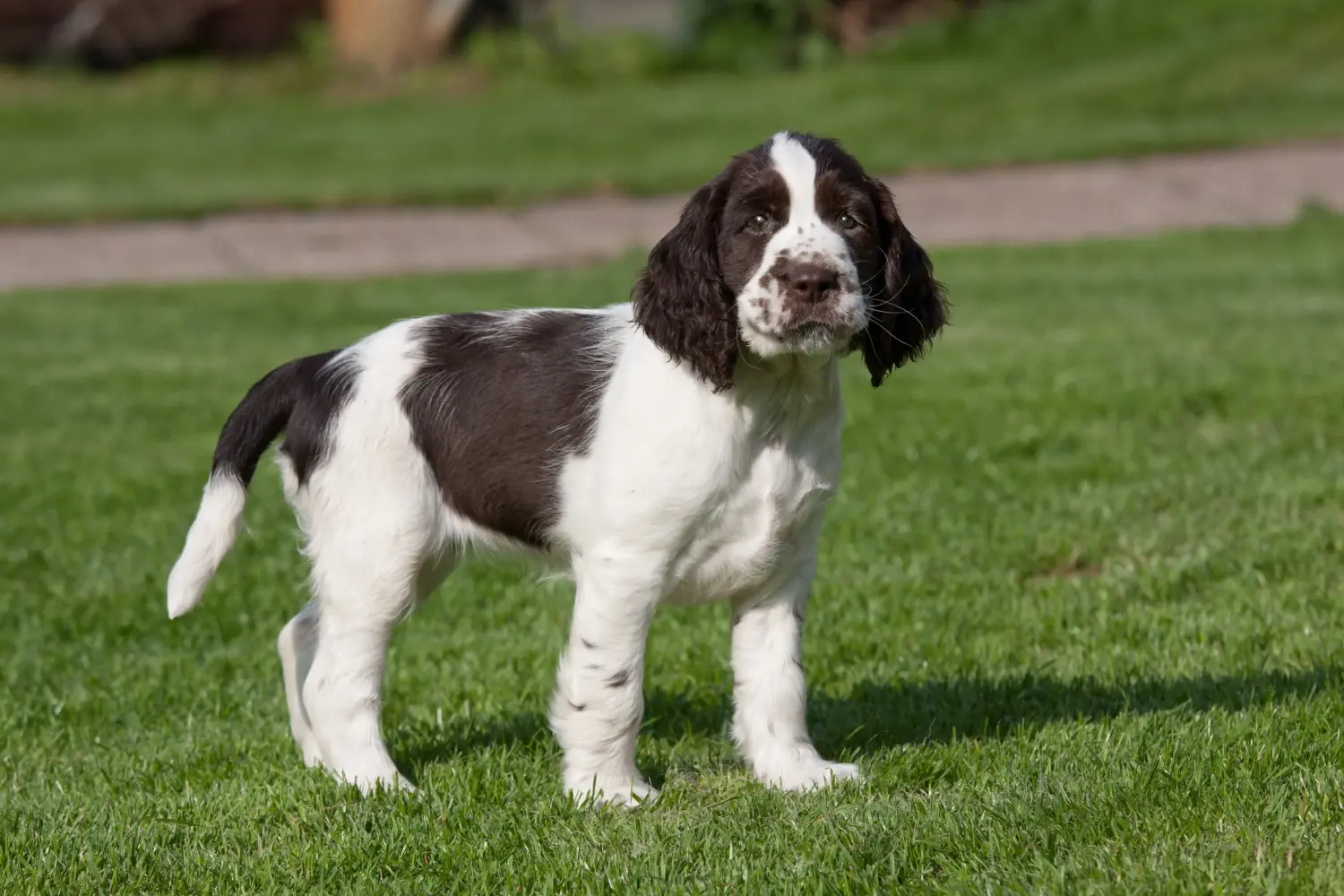 Buying an English Springer Spaniel puppy means taking responsibility! Buy English Springer Spaniel puppies.