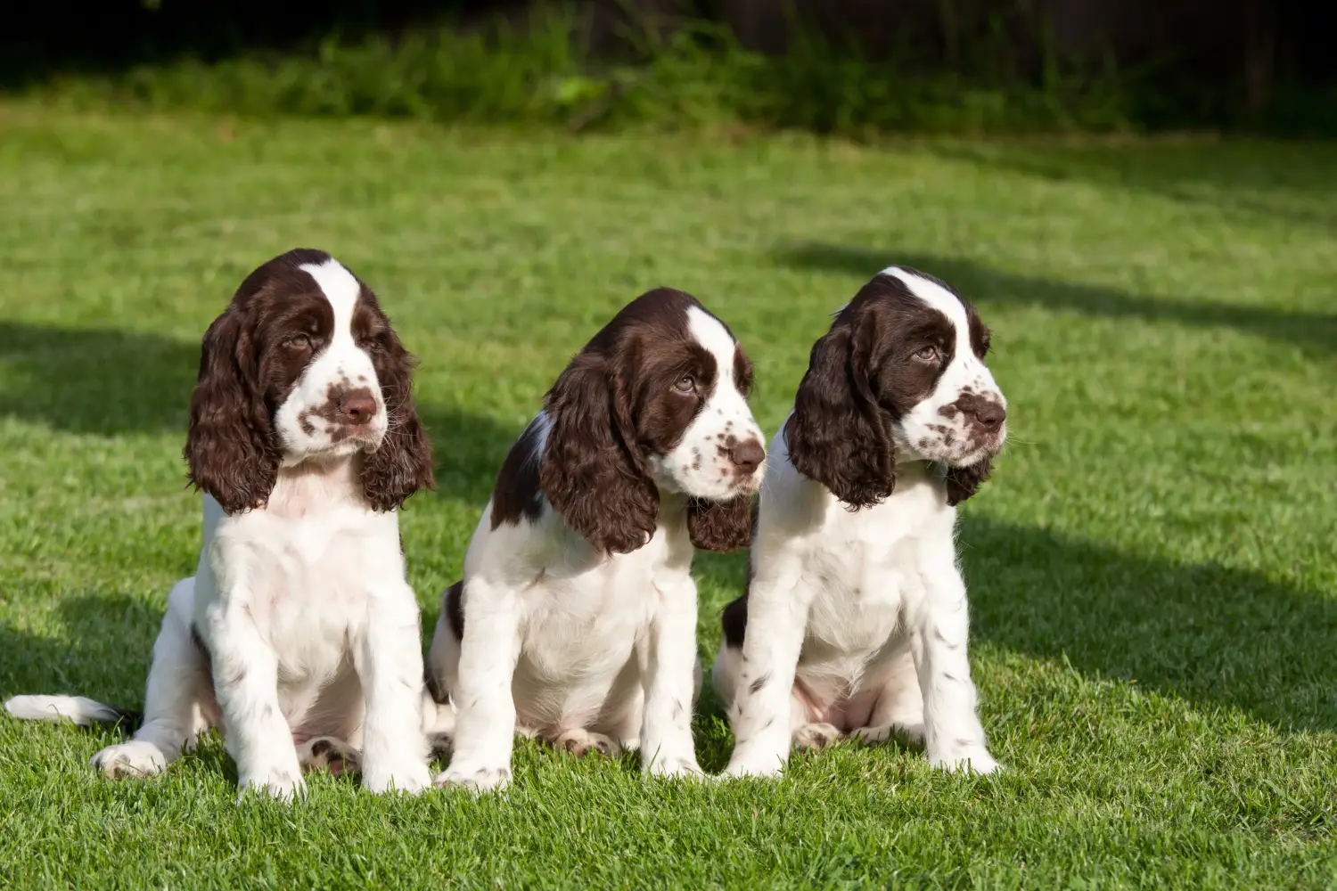 Buying an English Springer Spaniel puppy means taking responsibility! Buy English Springer Spaniel puppies.