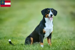 Read more about the article Entlebuch Mountain Dog Breeder and Puppies in Georgia