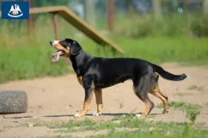 Read more about the article Entlebuch Mountain Dog Breeder and Puppies in Louisiana
