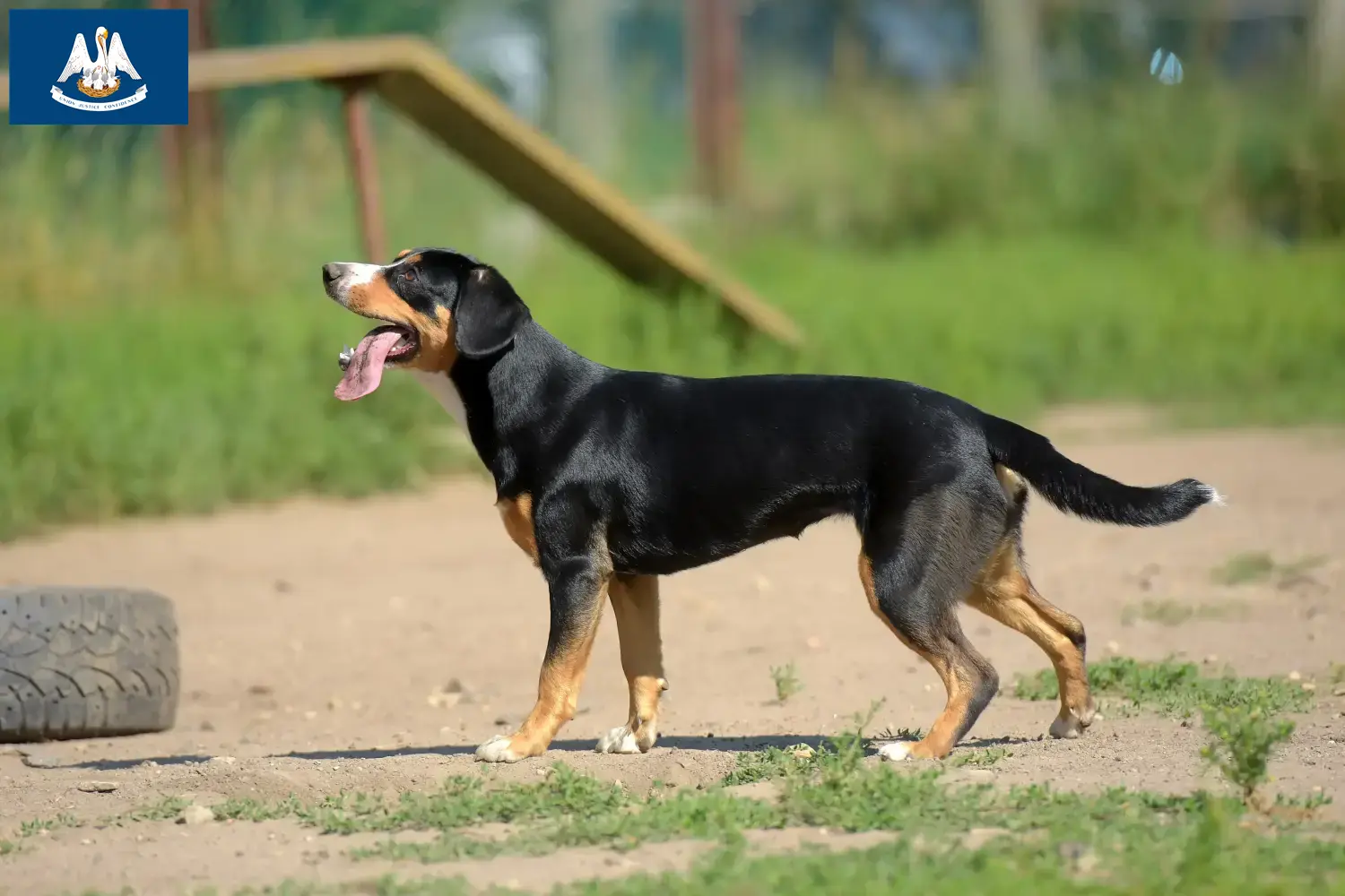 Entlebuch Mountain Dog Puppies and Breeder Louisiana Find Entlebucher Mountain Dog breeders in Louisiana.